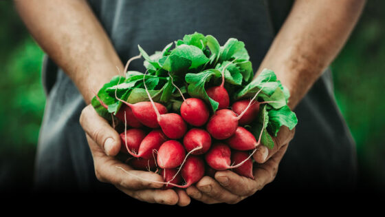 The Produce Wholesaler- Wholesale